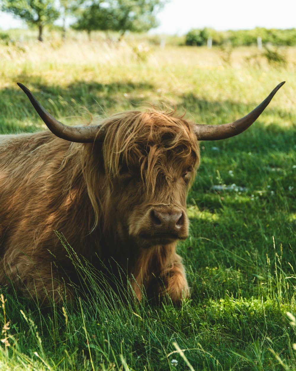 brown cow on green grass field during daytime