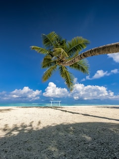 palm tree on white sand beach during daytime
