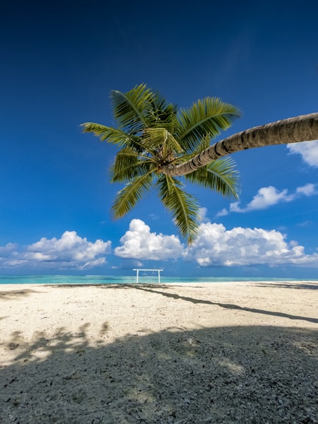 palm tree on white sand beach during daytime