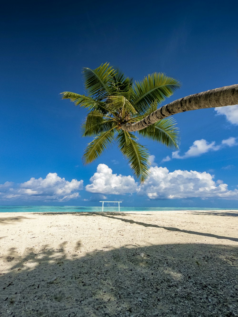 palm tree on white sand beach during daytime