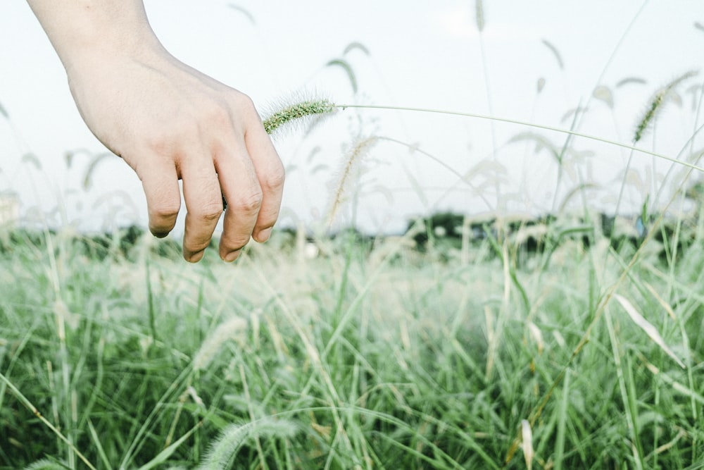 person holding green grass during daytime