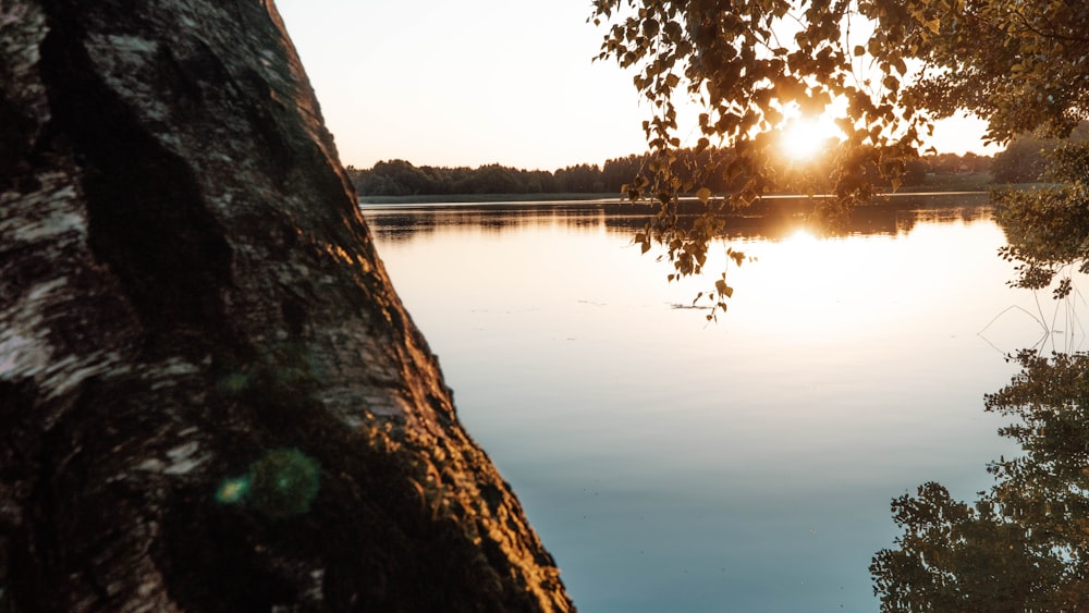 specchio d'acqua vicino agli alberi durante il giorno