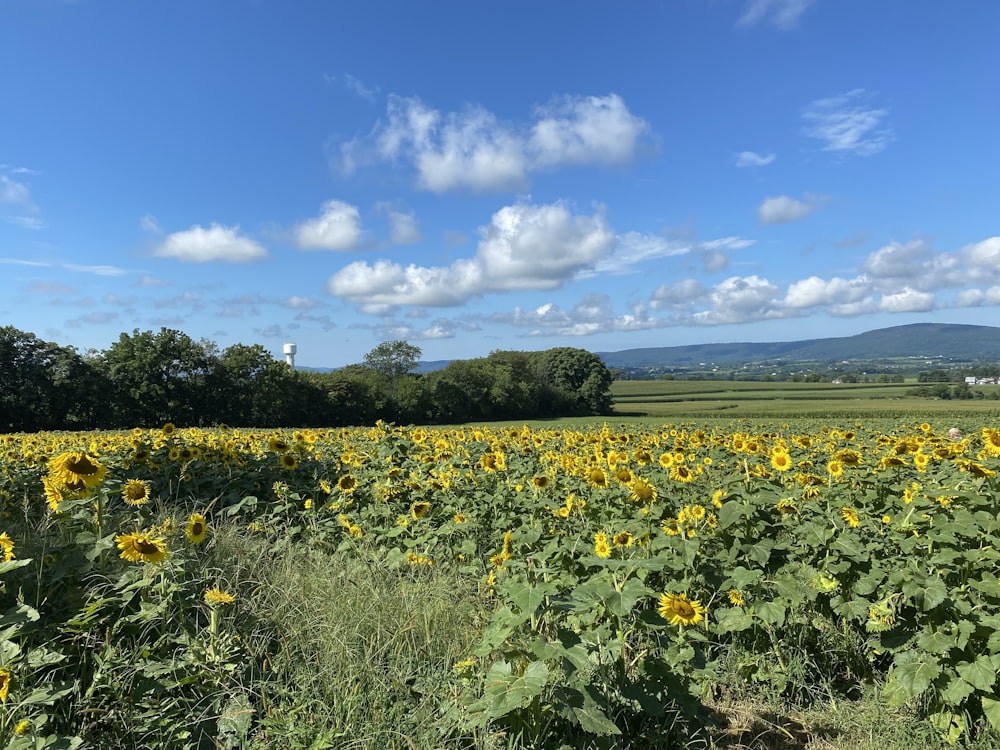 champ de fleurs jaunes sous le ciel bleu pendant la journée