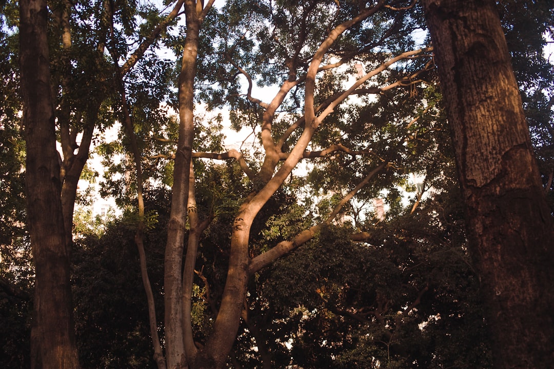 green and brown tree during daytime