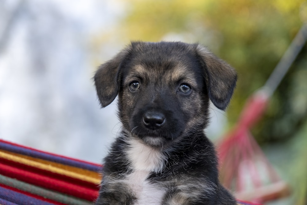 black and tan german shepherd puppy