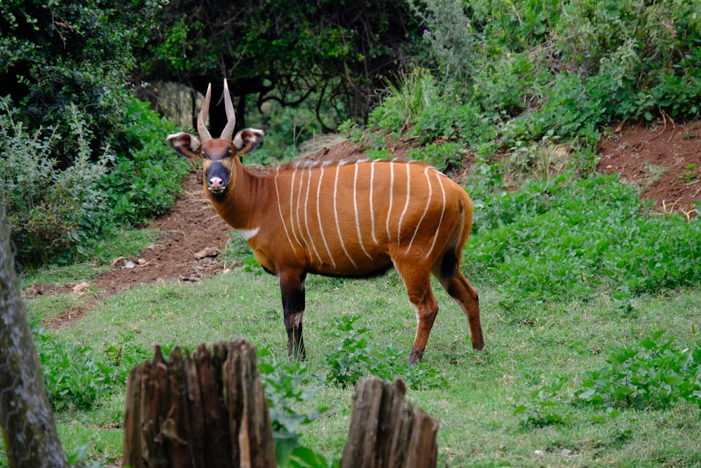 brown deer on green grass field during daytime