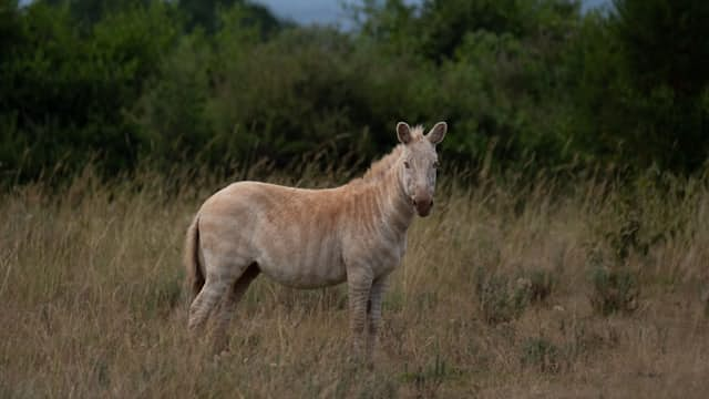 Albino