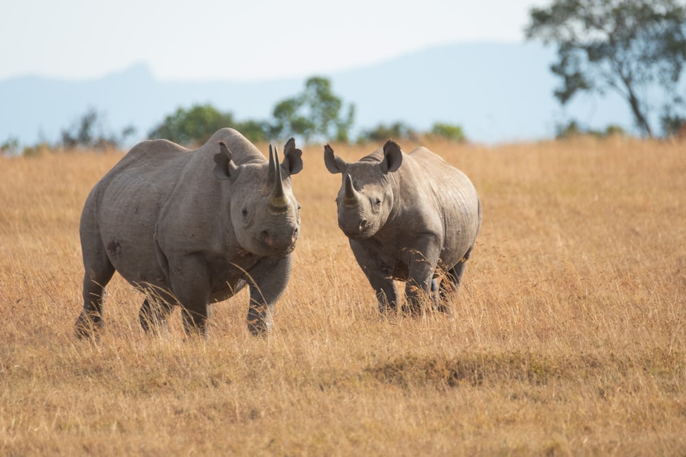 gray rhinoceros on brown grass field during daytime