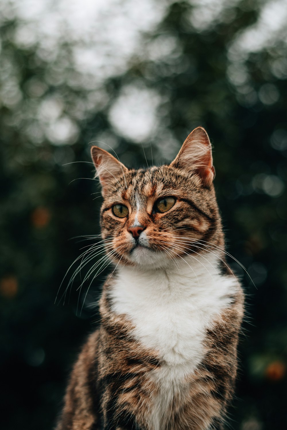 brown and white tabby cat