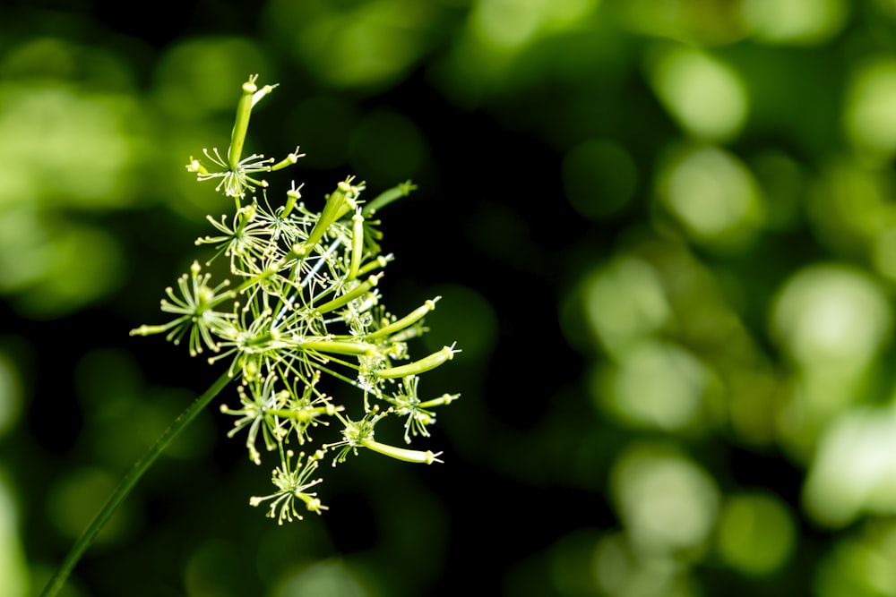 green plant in close up photography