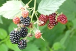 A cluster of blackberries hangs from a branch, with some berries ripening from red to a deep black color. The surrounding green leaves add a fresh, natural backdrop.