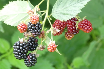 A cluster of blackberries hangs from a branch, with some berries ripening from red to a deep black color. The surrounding green leaves add a fresh, natural backdrop.