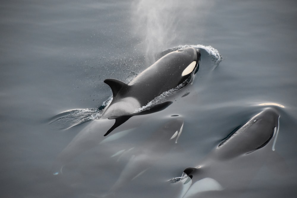 black and white whale in water