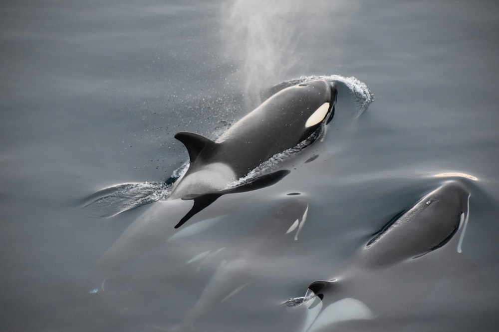 Baleia preta e branca na água