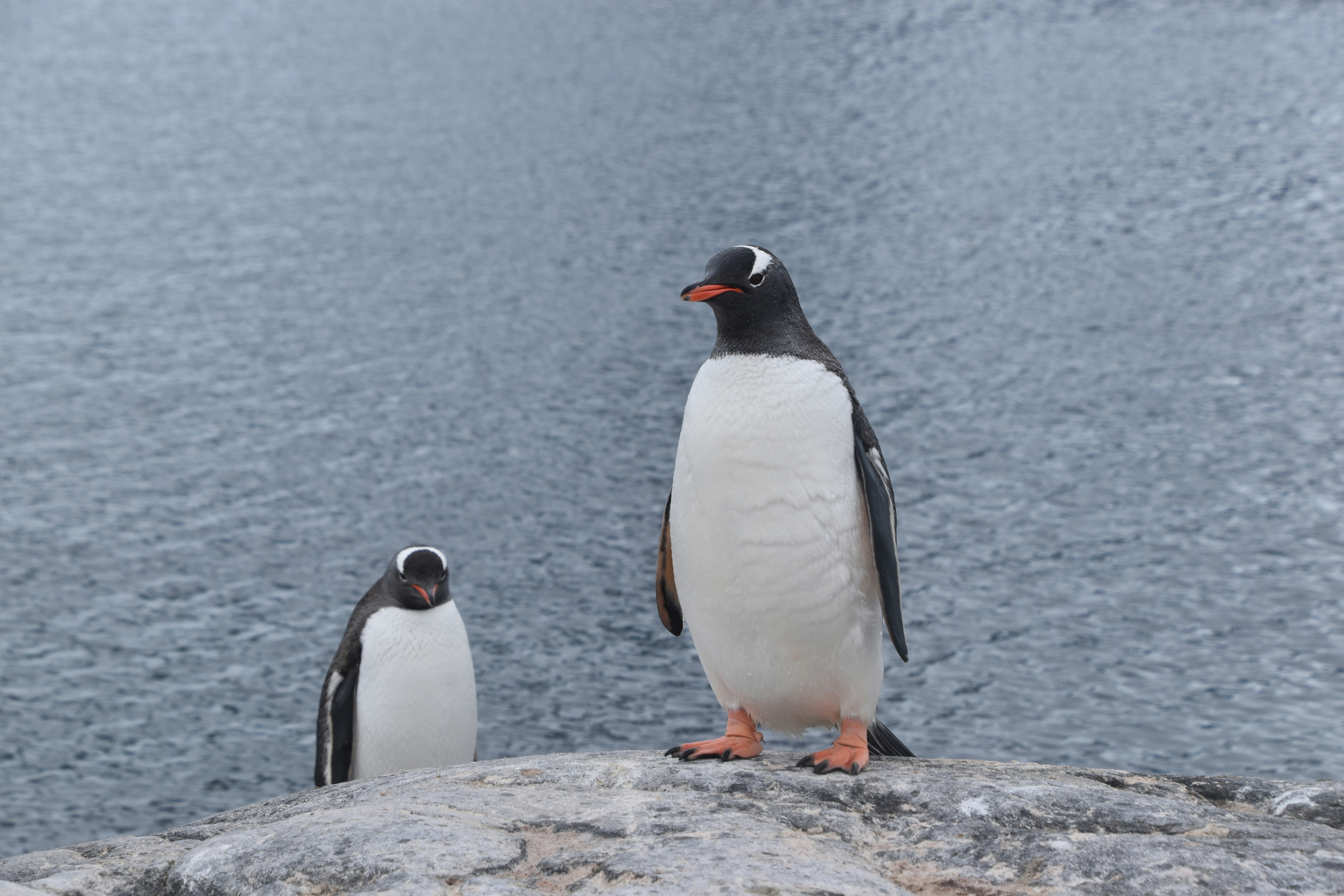 灰色の岩の上の2羽のペンギン