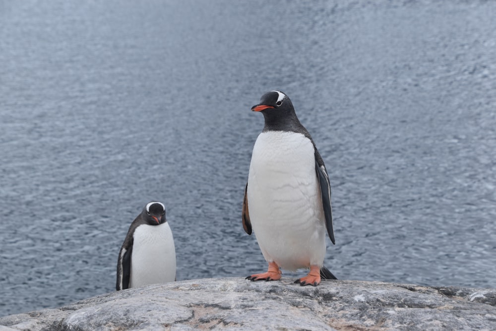 2 penguins on gray rock