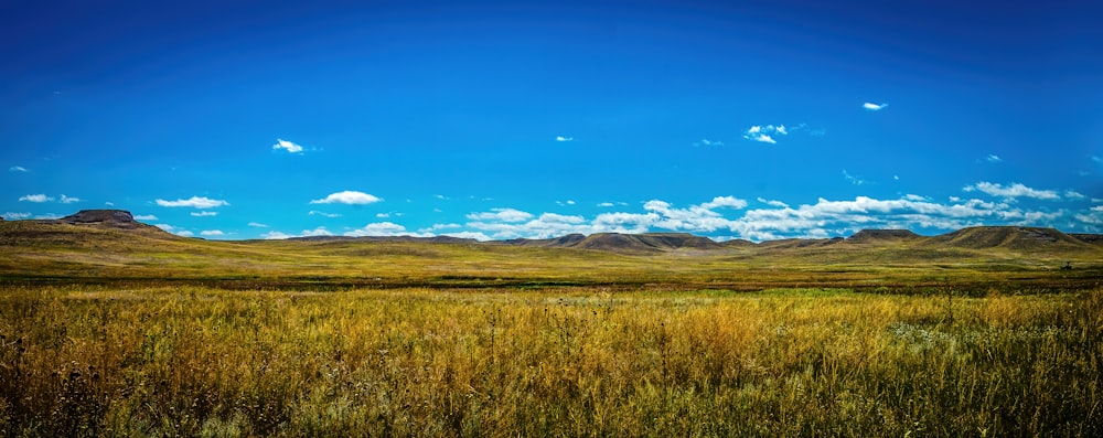 green grass field under blue sky during daytime