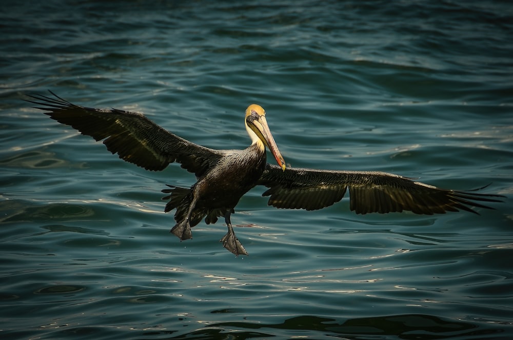 brown pelican on body of water during daytime