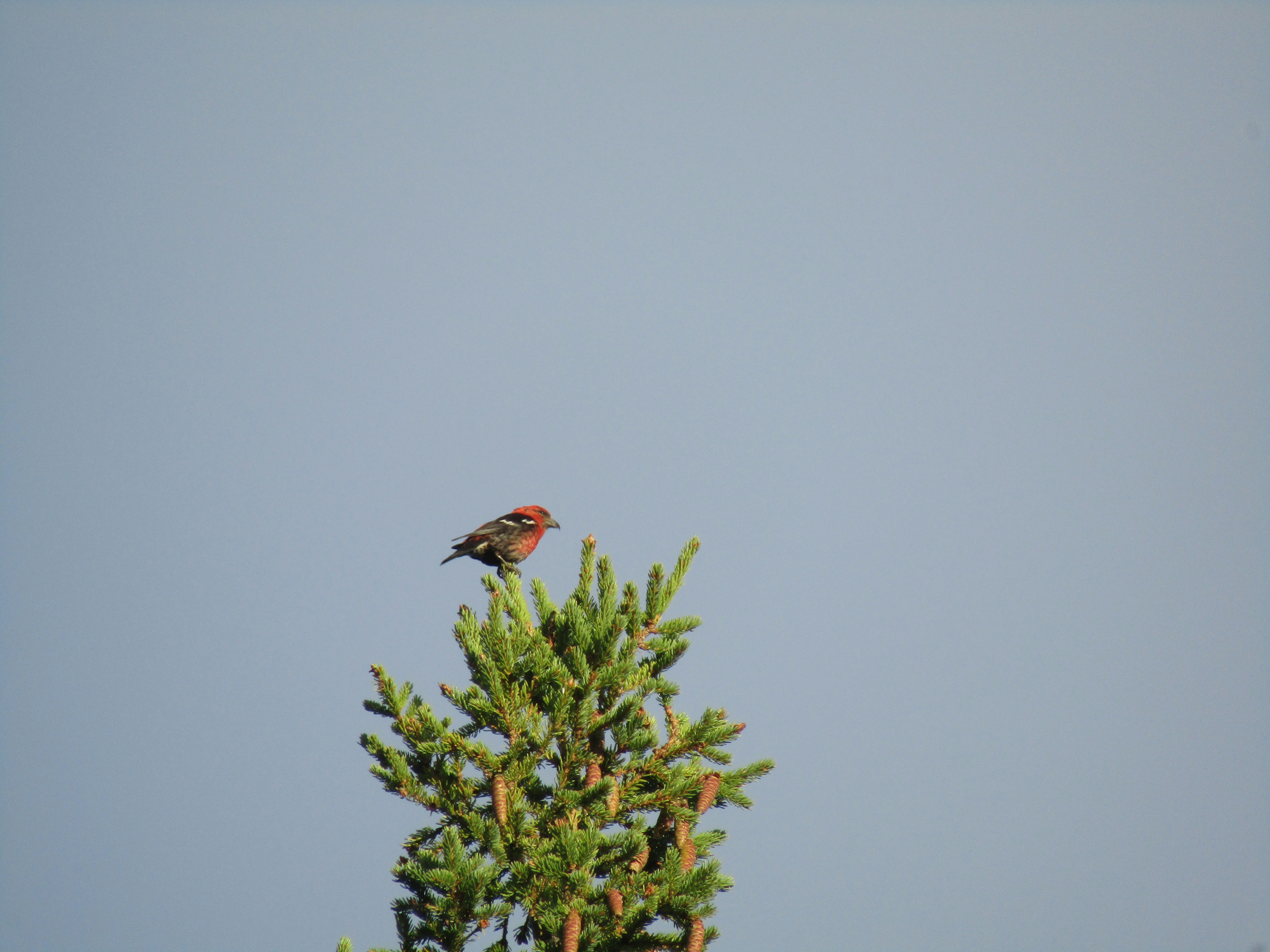 brown and orange bird on green plant