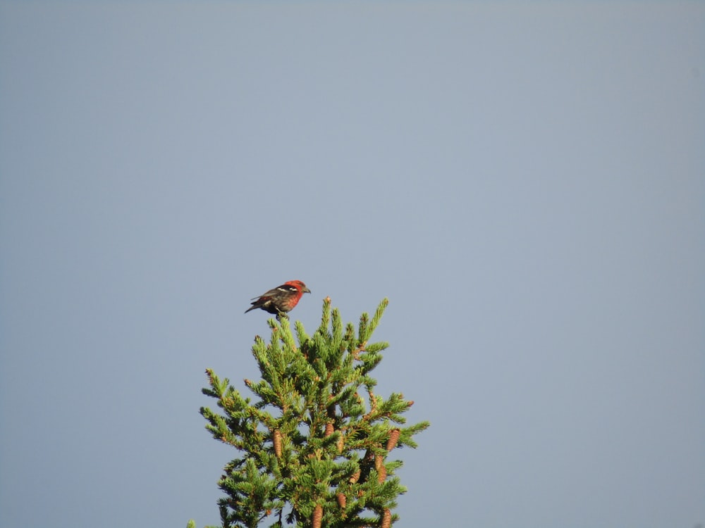 brown and orange bird on green plant