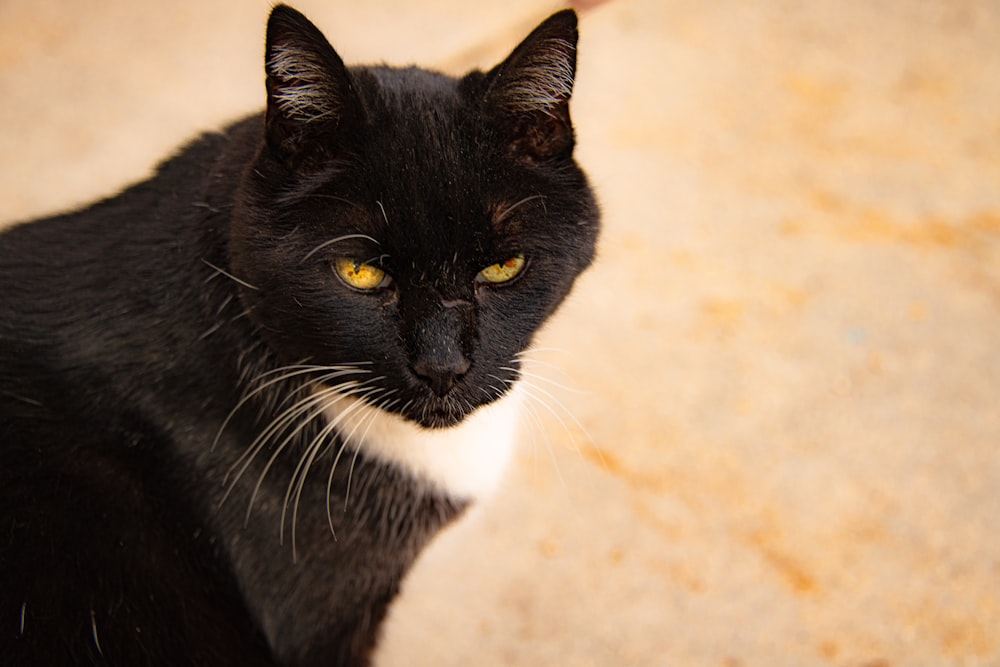 black and white tuxedo cat