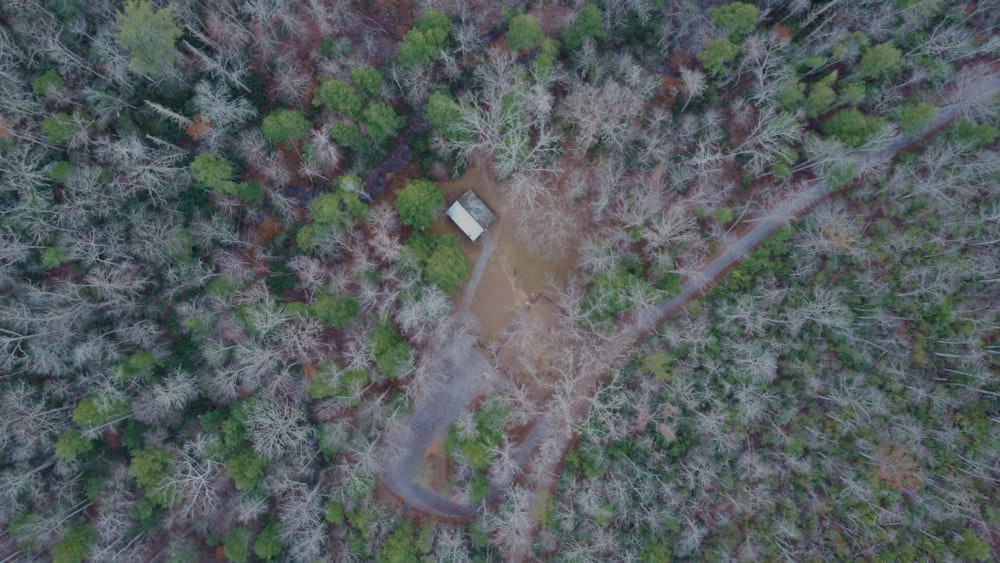 birds eye view of green trees