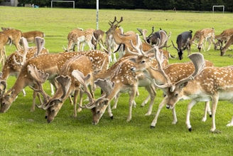 A herd of deer with large antlers grazes peacefully on a lush green field. The deer have spotted coats and are gathered closely together. In the background, there are two soccer goals and a line of trees creating a dense forest border.