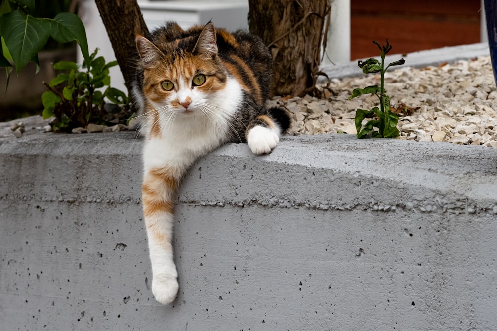 orange and white tabby cat on gray concrete floor