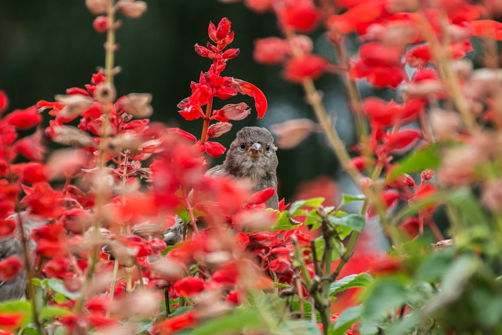 brown and white bird on red flower