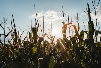 green plants under blue sky during daytime