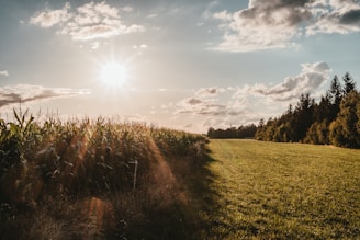green grass field under blue sky during daytime