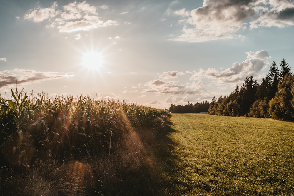 green grass field under blue sky during daytime