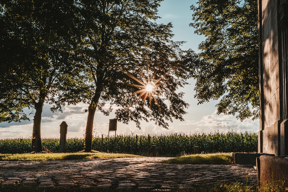 alberi verdi sul campo di erba verde sotto il cielo blu durante il giorno