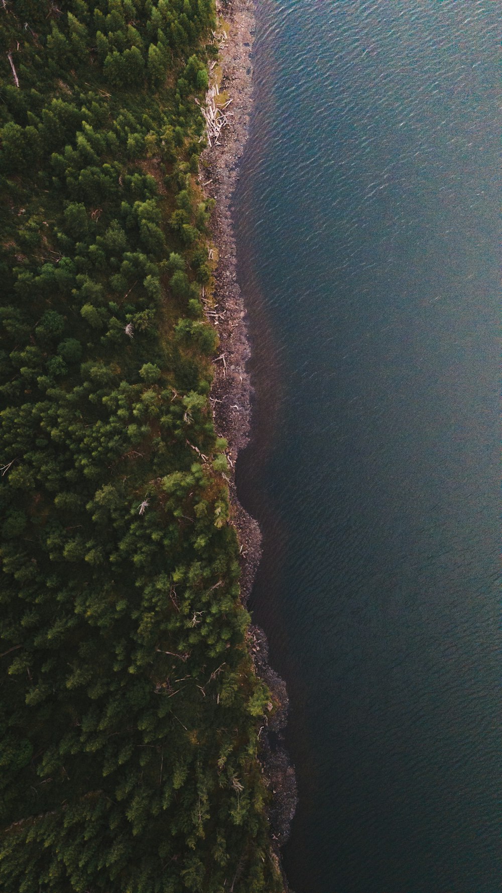 aerial view of green trees beside body of water during daytime