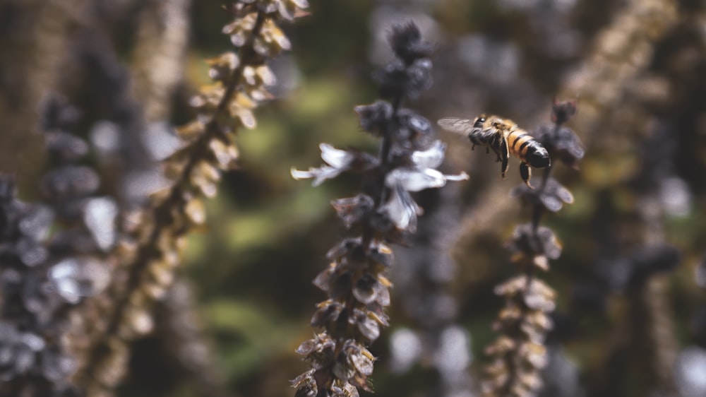 honeybee perched on white flower in close up photography during daytime