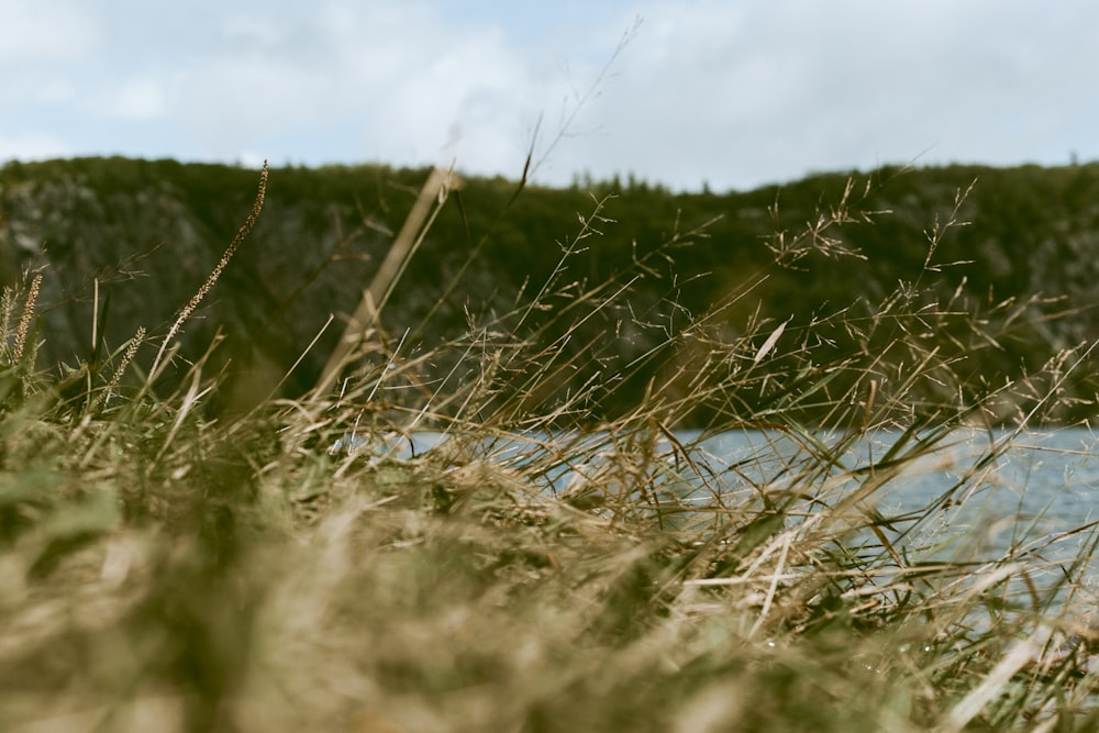 brown grass on body of water during daytime