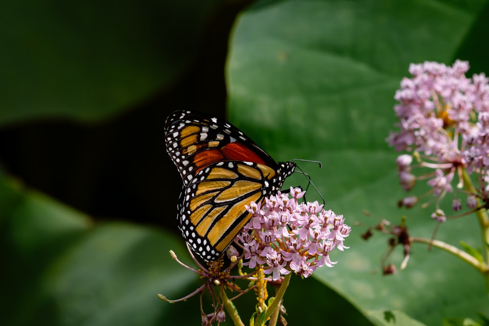 monarch butterfly perched on white flower in close up photography during daytime