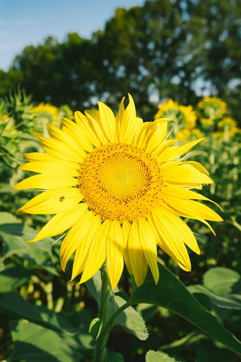 yellow sunflower in close up photography