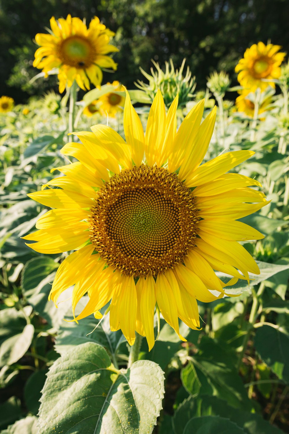 yellow sunflower in close up photography