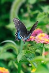 Butterfly-Transformation