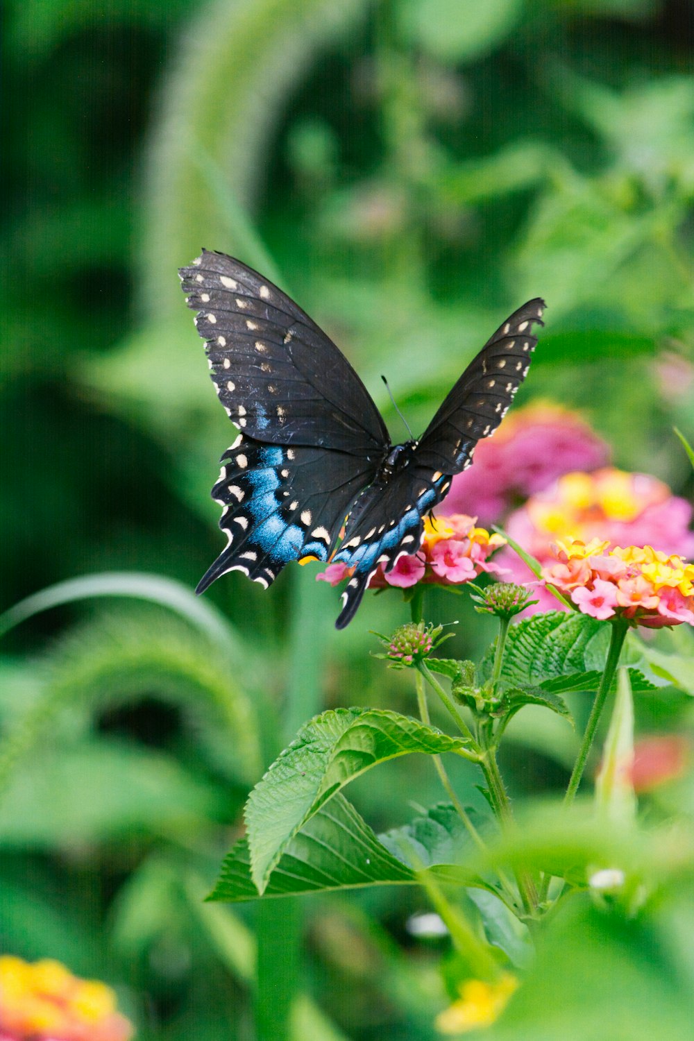 blauer und schwarzer Schmetterling auf gelber Blume