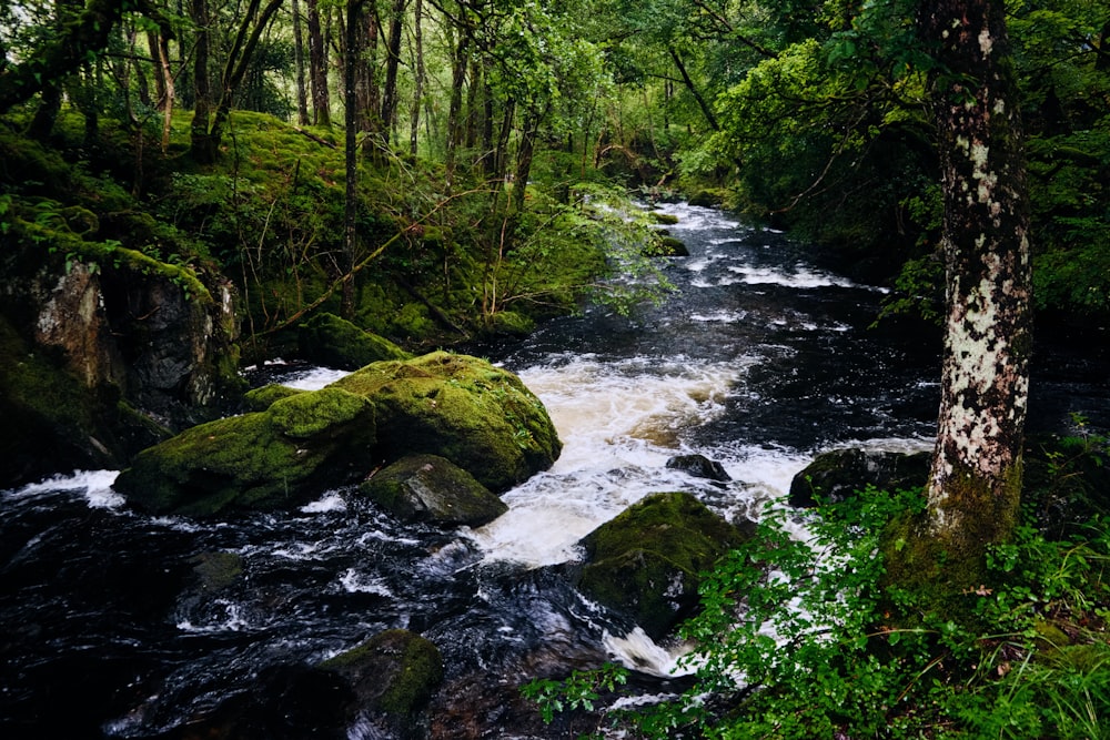 green moss on rocks in river