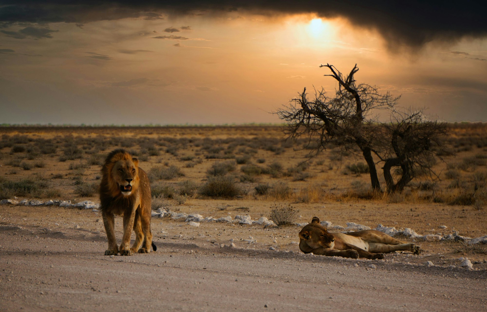 brown lion on gray sand during daytime In the Etosha National Park in Namibia. Photo by Sean Robertson / Unsplash