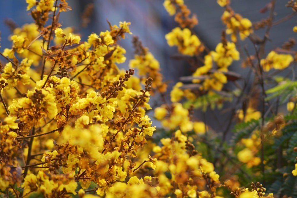 yellow flowers in tilt shift lens