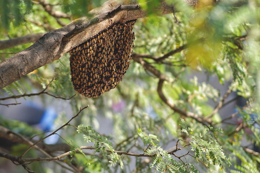 Honeycomb mold photo – Free Hive Image on Unsplash