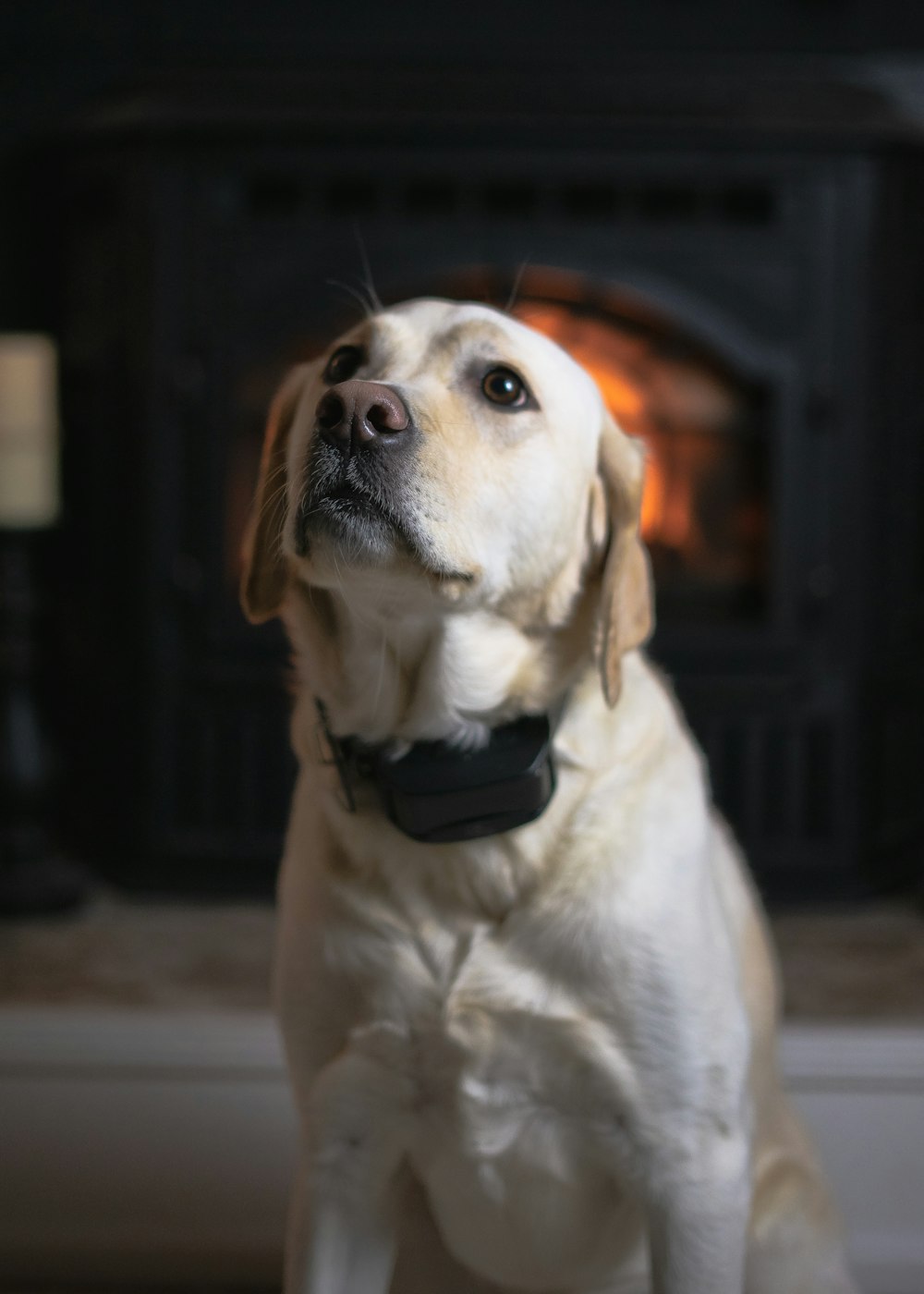 yellow labrador retriever with black leather collar