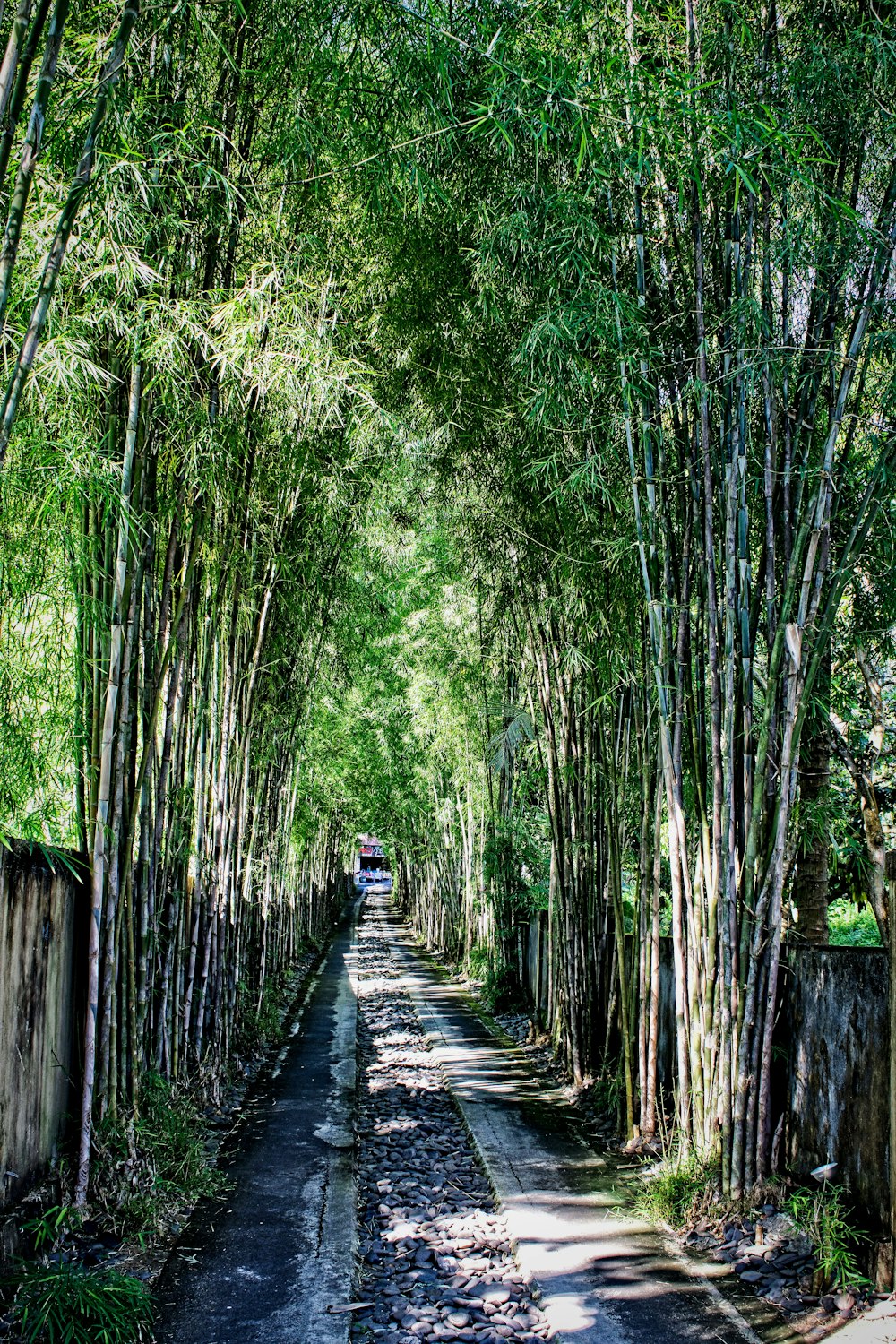 person walking on wooden bridge between green trees during daytime