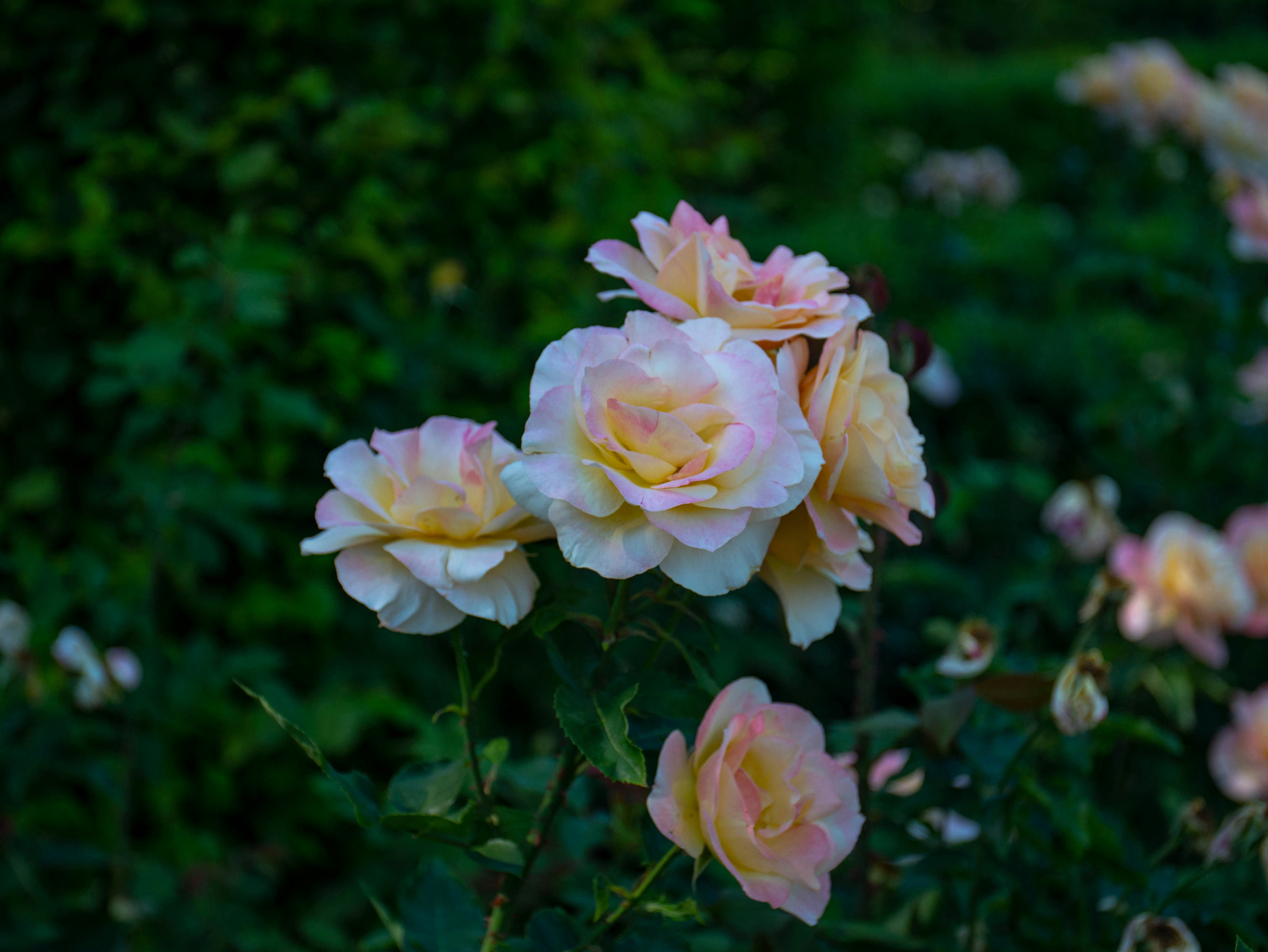 Photo by mediainspire