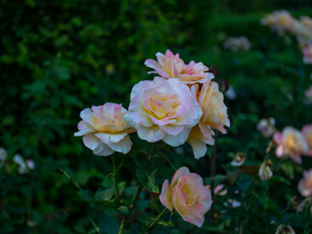 pink roses in bloom during daytime