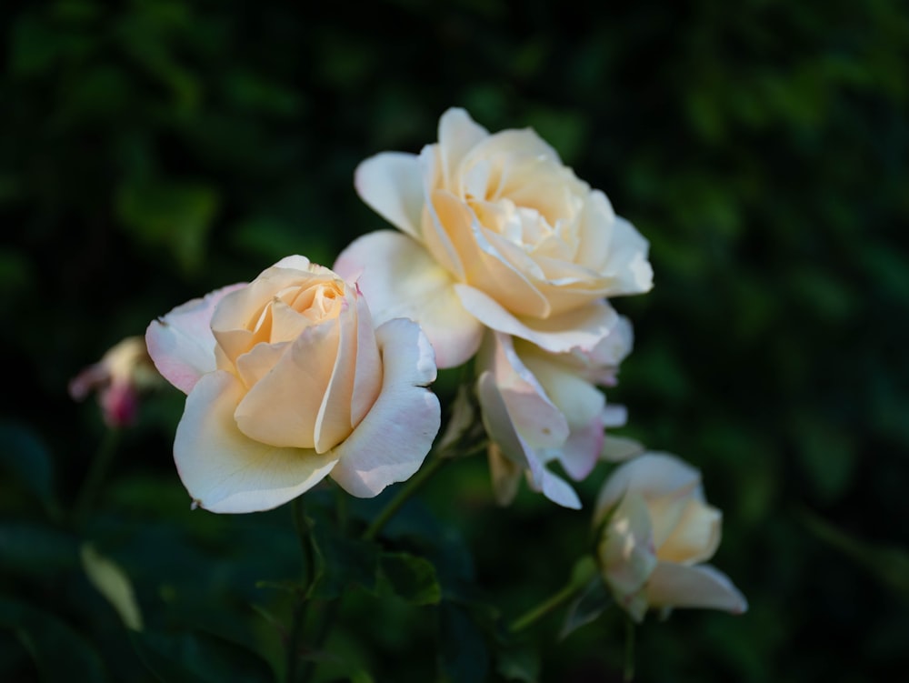 white and pink roses in bloom during daytime